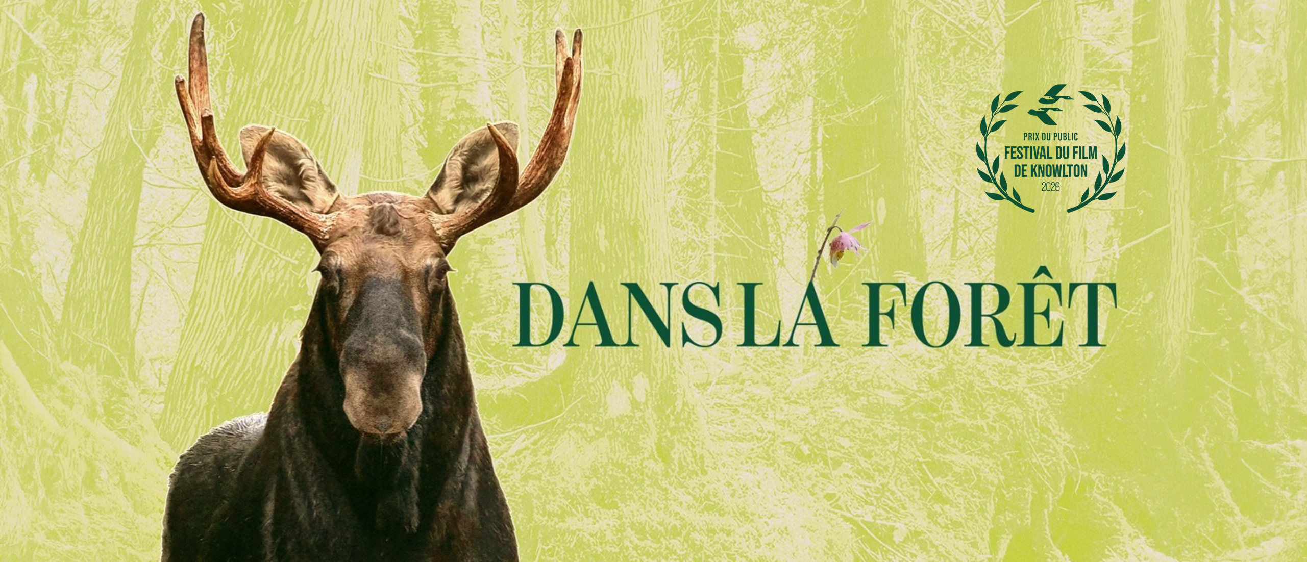 Dans la foret-fr